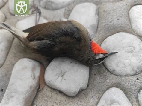 鸟死了怎么办|每年几千万只鸟撞死在玻璃上，很简单就可以救它们一。